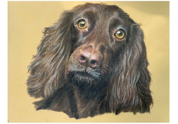 Portrait of working cocker spaniel