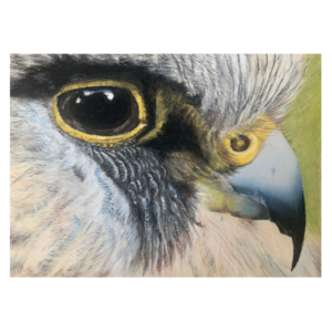 Bird of Prey Signed Limited Edition Print
